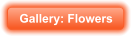Gallery: Flowers